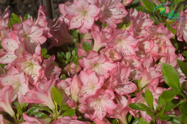 Azalia japońska Peggy Ann